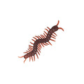New Exotic Toys Simulation Animal Centipede Tricky Spoof Centipede April Fool's Props Halloween Props